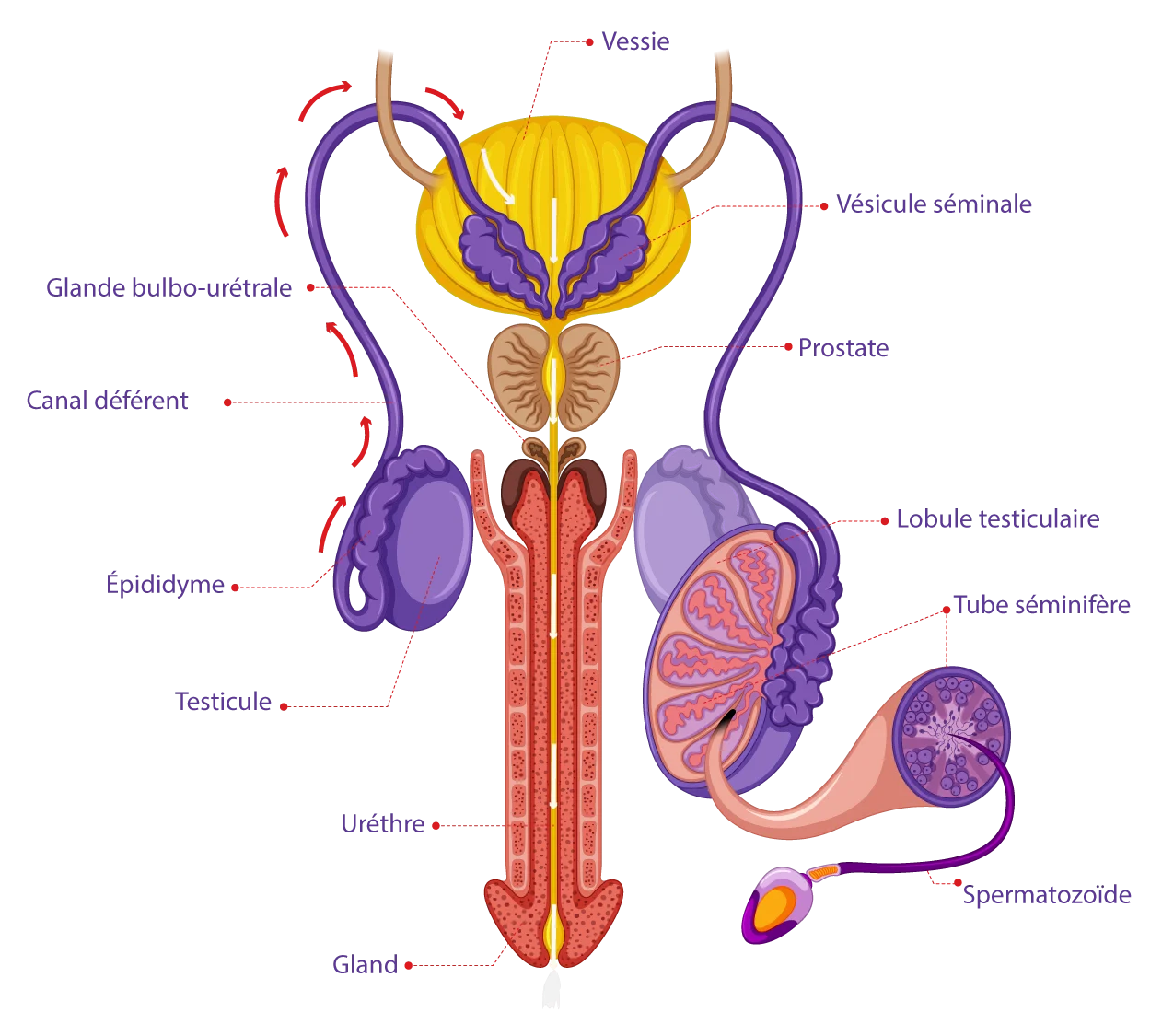 Schéma de l'appareil reproducteur masculin et du cheminement des spermatozoïdes développé par IRIFIV Casablanca
