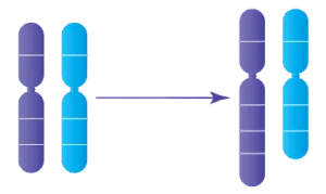 Anomalie chromosomique : Duplications génétiques
