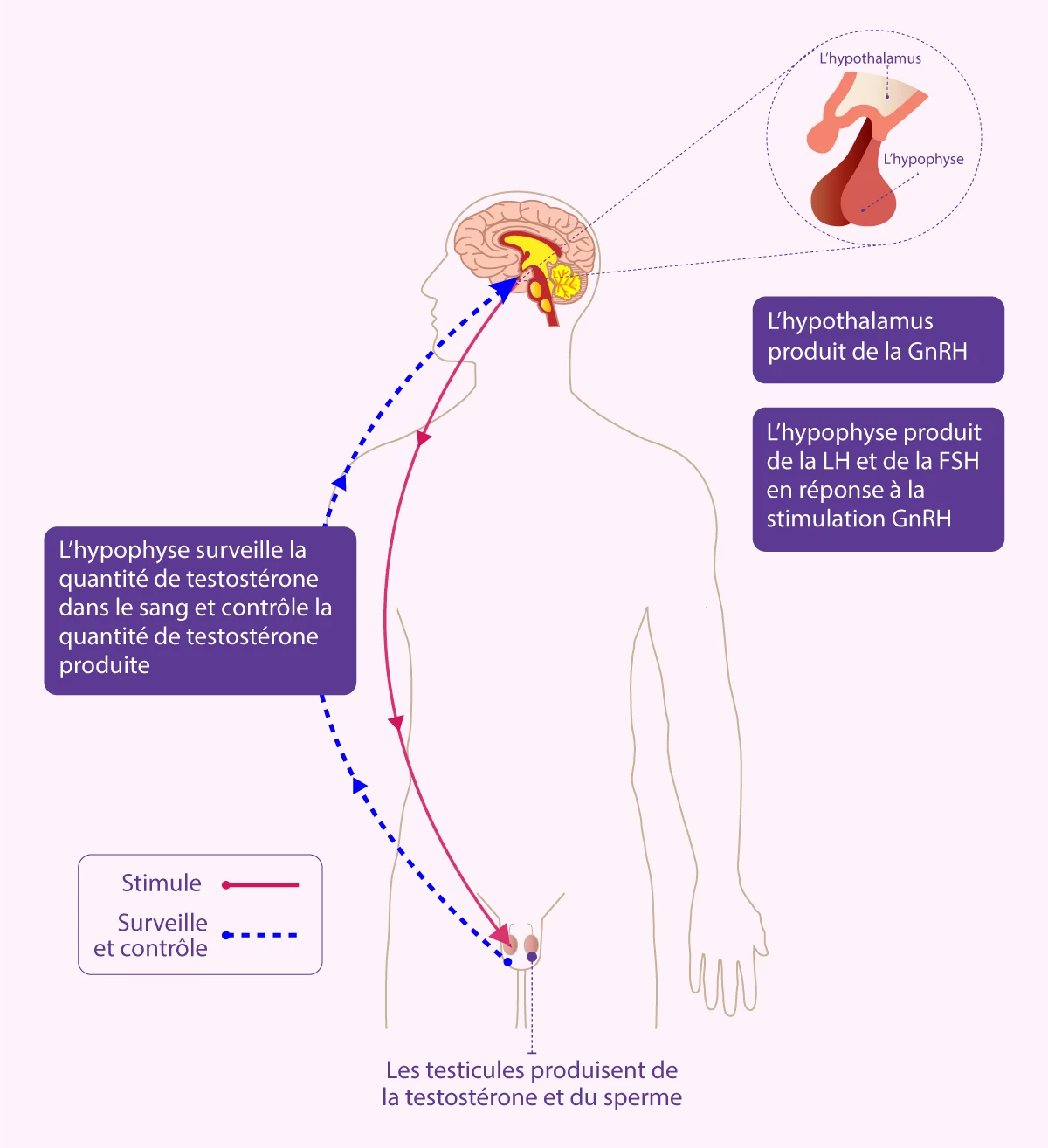 Schéma des hormones masculines LH et FSH développé par IRIFIV Casablanca