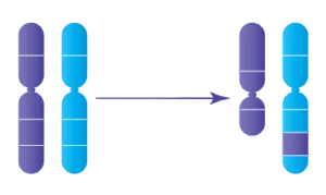 Anomalie chromosomique : Insertions