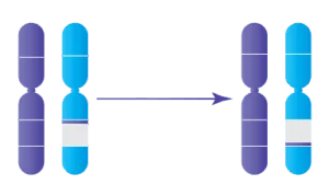 Anomalie chromosomique : Inversions paracentriques
